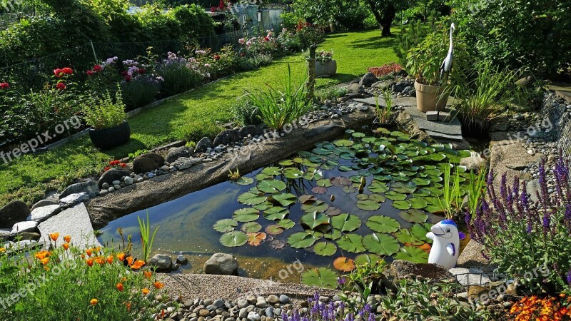 Nature Garden Pond Lily Pad Flowers