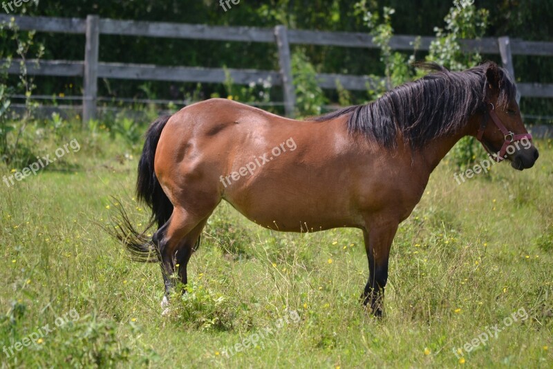 Animal Bay Horse Mammal Napping