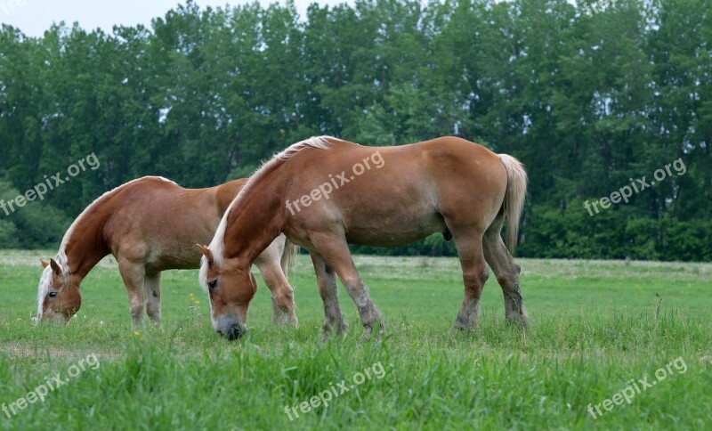 Animals Draft Horses Mammal Grazing