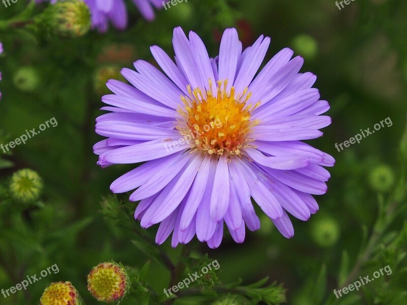 Aster Purple Autumn Flower Small Flower Free Photos