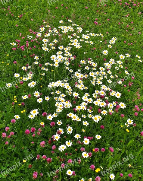 Clover Wildflowers Daisies Red Clover Meadow