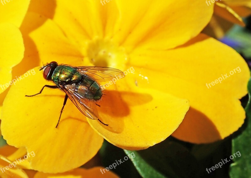 Fly Insect Flower Primrose Garden Nature