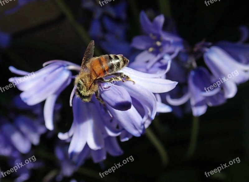 Bluebell Flower Bee Insect Pollen