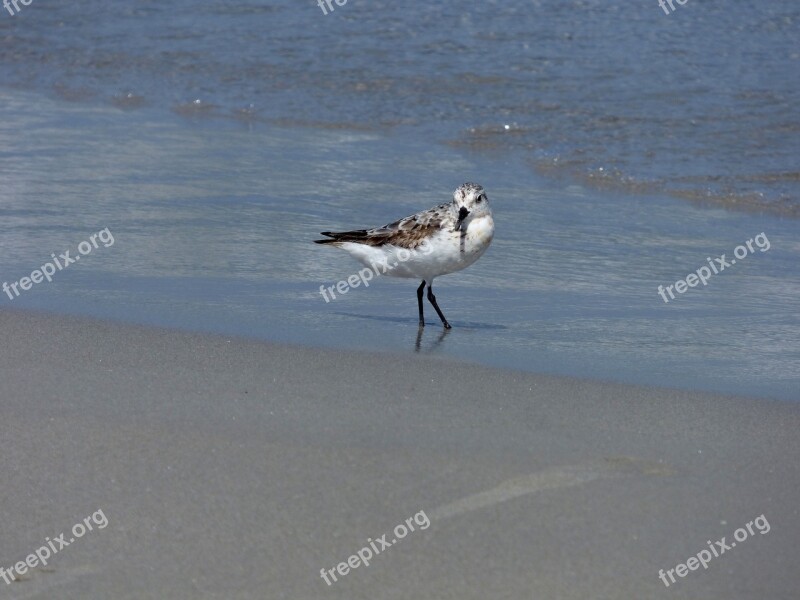 Sanderling Bird Birding Birdwatching Wildlife