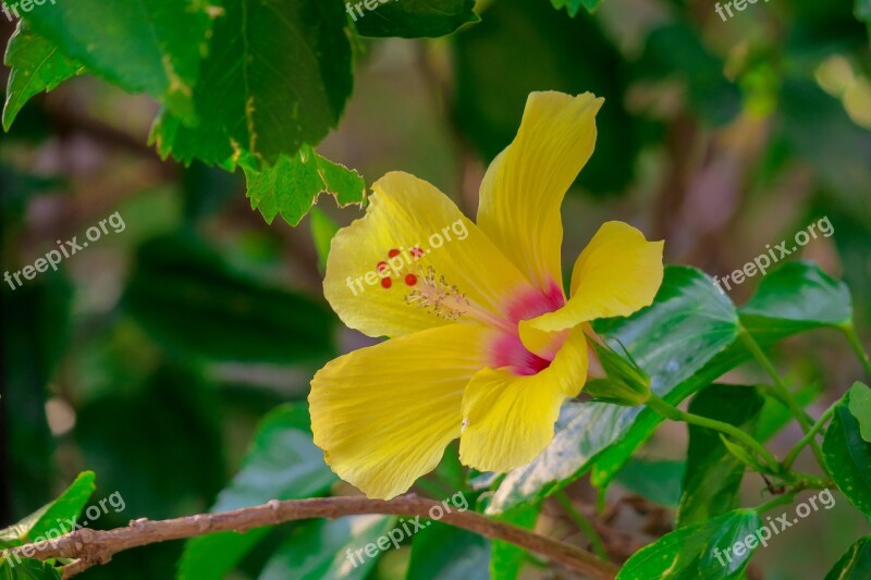 Hong Kong Hibiscus Plant Petal Color