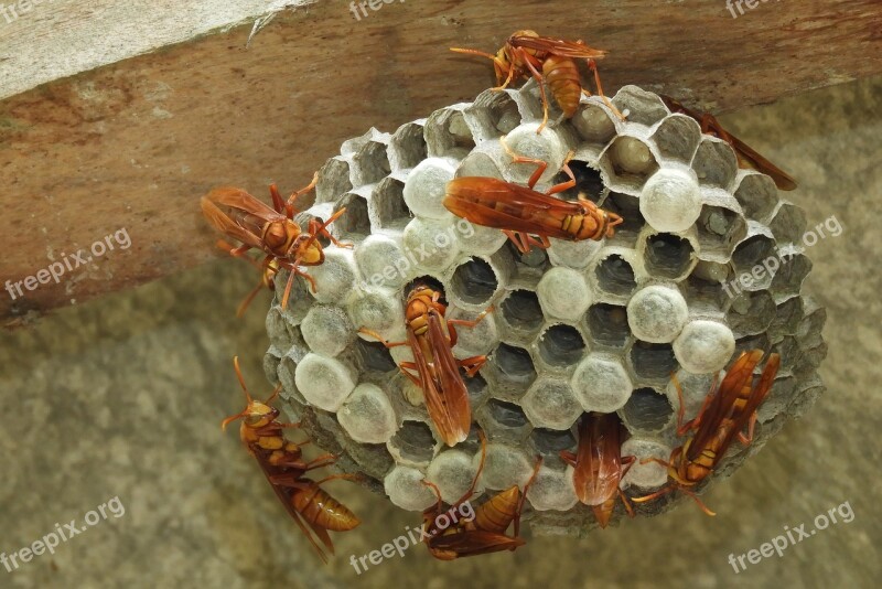 Nature Insects Wasps Hive Colombia