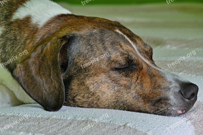 Dog Home Animal Brown The Head Of The