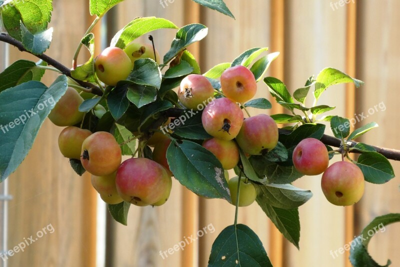 Ornamental Apples Mature Fruits Autumn Ornamental