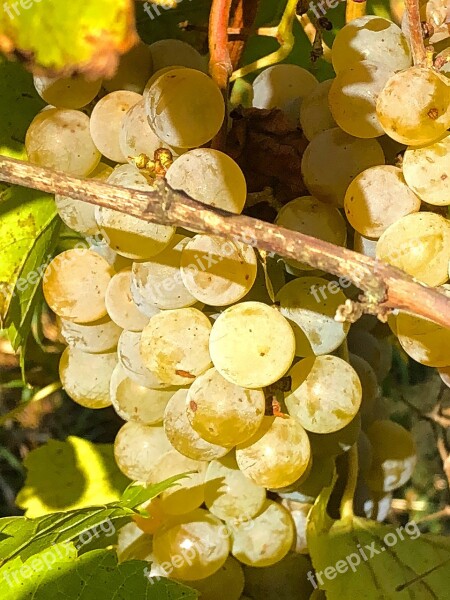 Grape Fruit Vine Wine Mature