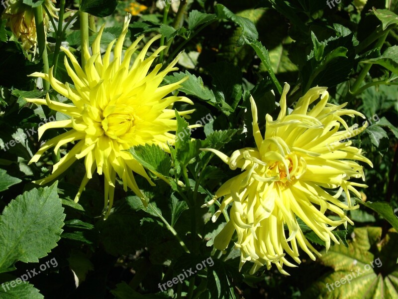 Dhalia Dalia Yellow Flower Flora