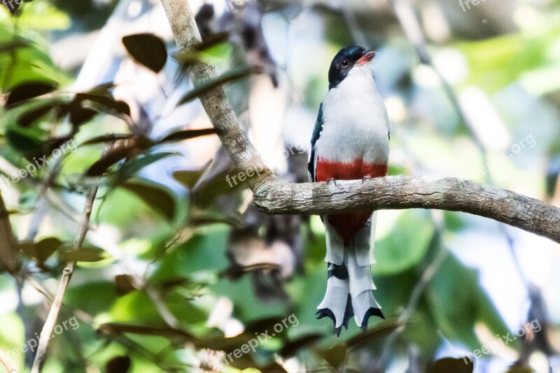 Cuba Matanzas Cienaga De Zapata Bird Tocororo