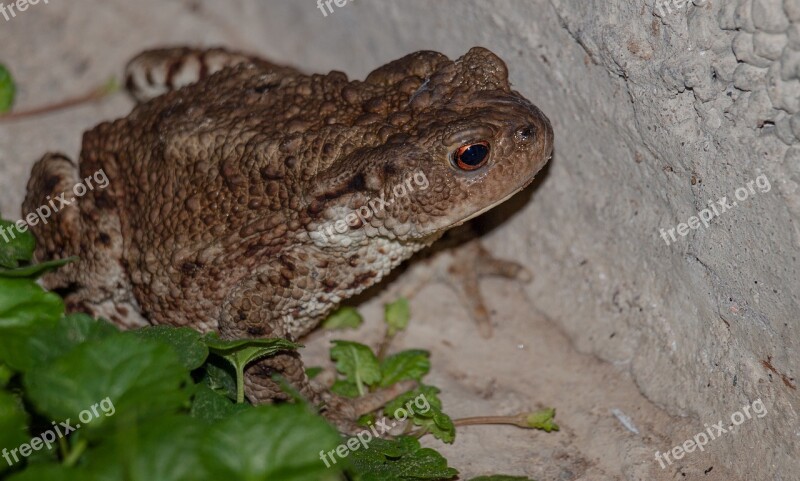 Frog Animals Toad Amphibians Kermit