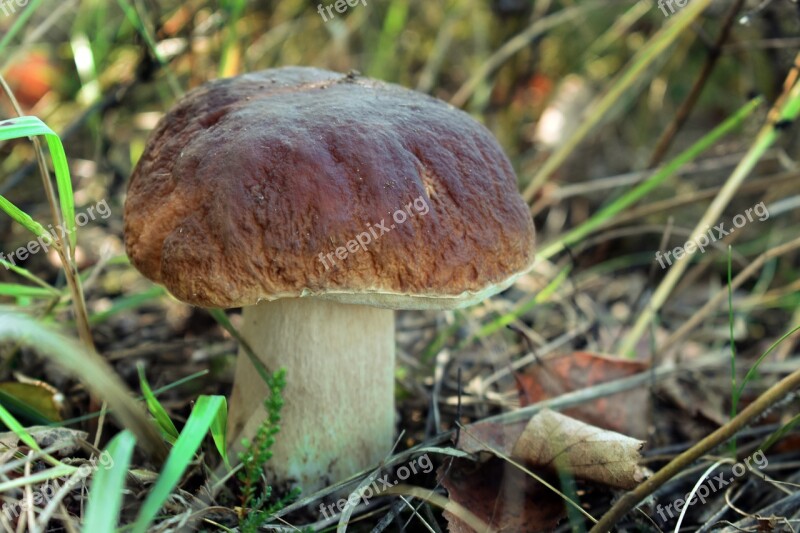 Forest Mushrooms In The Fall Of Edible Autumn