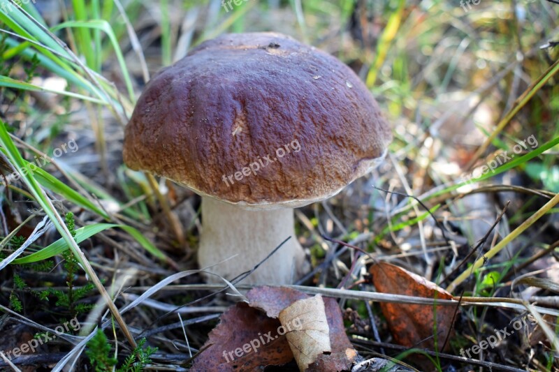 Forest Mushrooms Nature Edible Macro