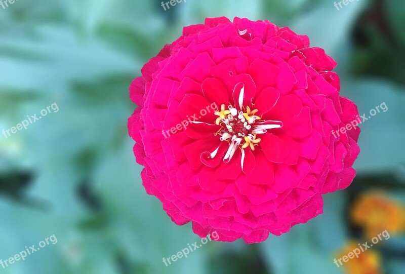 Crape Myrtle Red Flower Sejong City Korea Free Photos