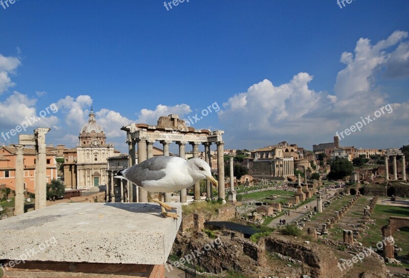 Italy Rome The Roman Forum Landscape Bird