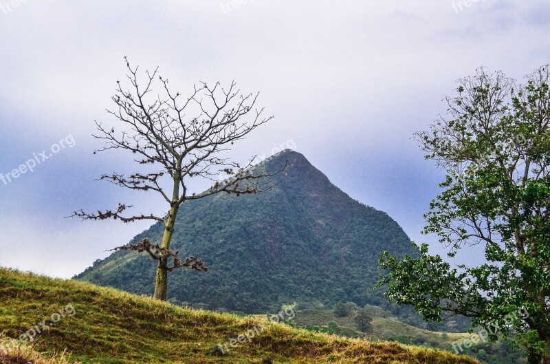 Tree Pyramid Field Free Photos