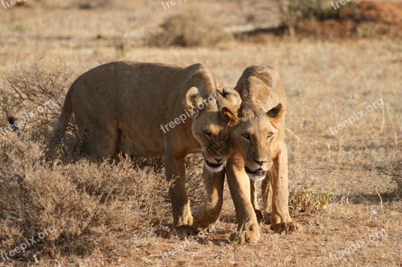 Kenya Lionesses Africa Safari Mammals