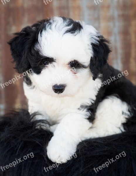 Sheepadoodle Dog Puppy Animal Cute