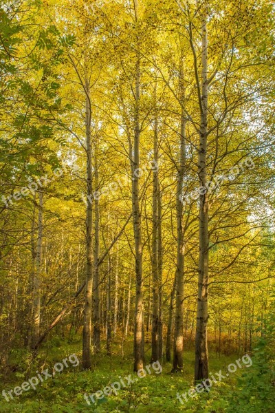 Forest Autumn In The Fall Of Leaves Forests