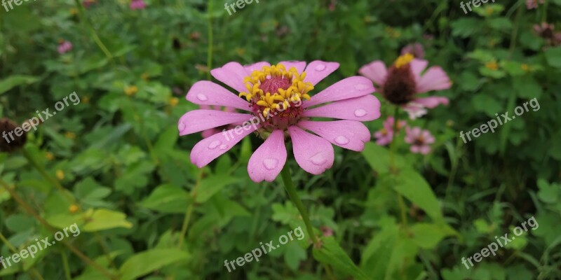 Flower Zenia Forest Flower Free Photos