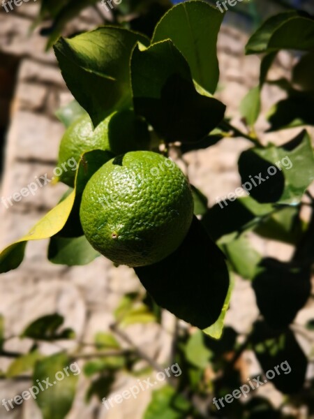 Limone Lime Caipirinha Sour Green