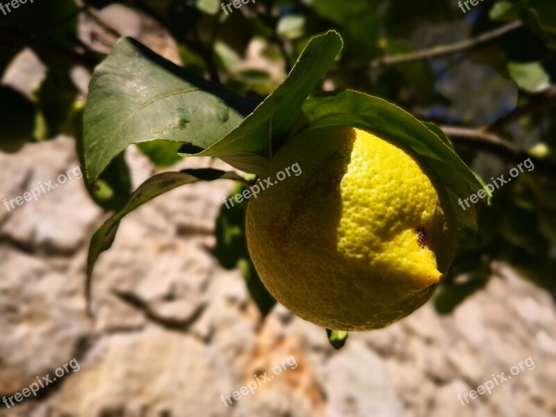 Lemon Limone Citrus Fruit Plant Flora