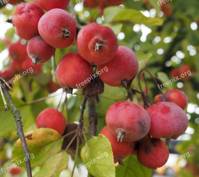 Crab Apple Fruit Botany Nature Free Photos