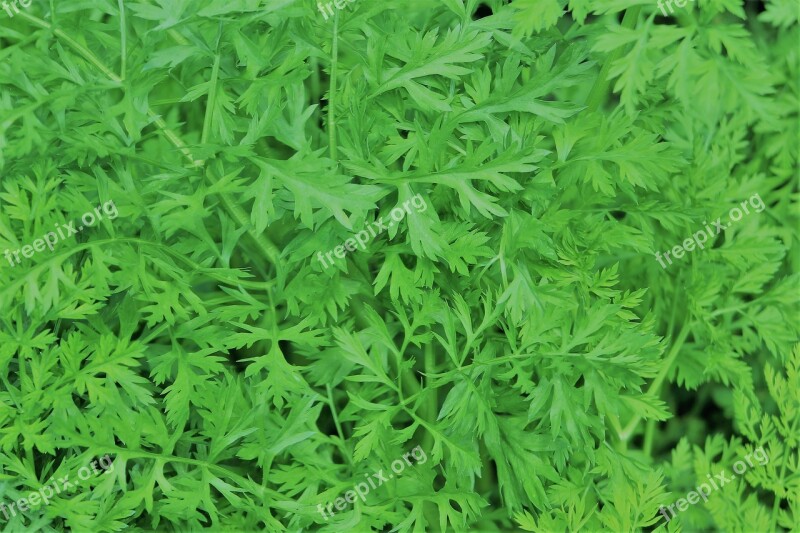 Carrot Tops Green Pattern Food Eating