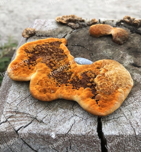 Orange Fungus Vivid Post Fungi Mottled