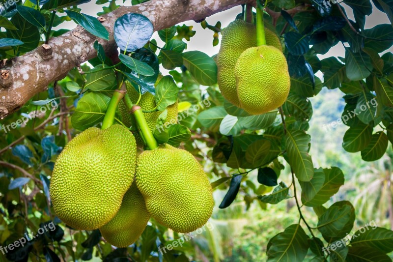 Jackfruit Green Fruit Delicious Food