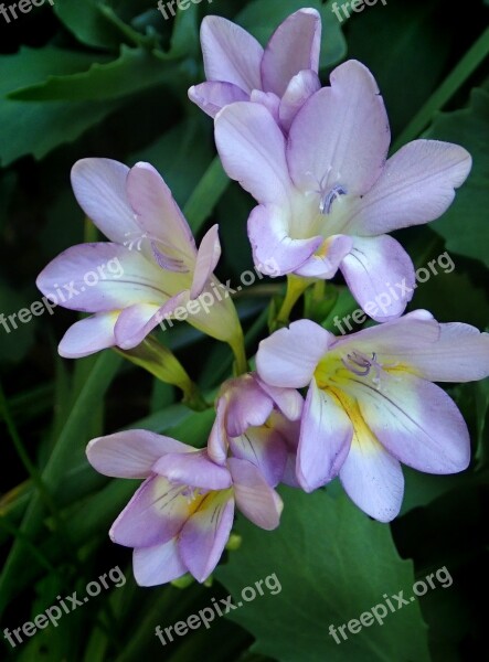 Flowers Mauve Perfume Garden Nature