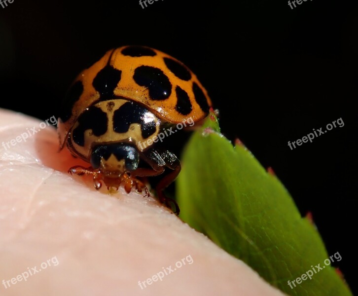 Ladybird Insect Nature Garden Beetle