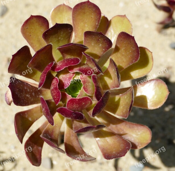 Rosette Waxflower Plant Stone Garden Summer