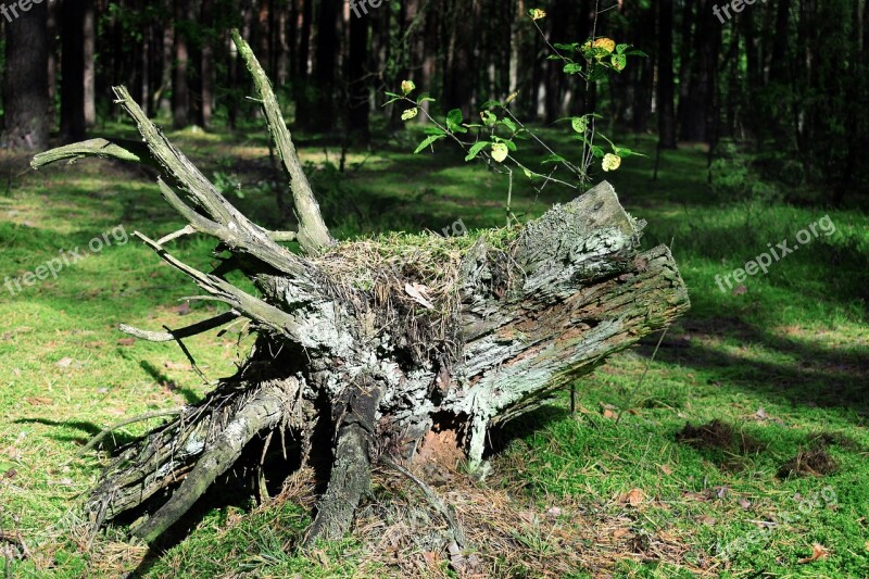 Forest Ecology Nature Mystic Green