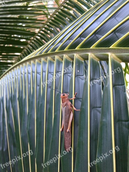 Mexico Locust Leaf Free Photos