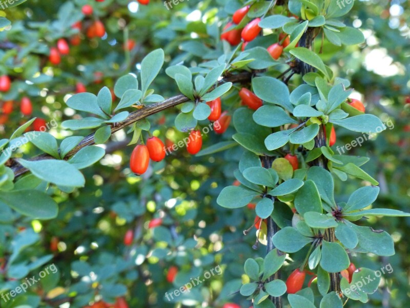 Garden Berries Barberry Fruit Red