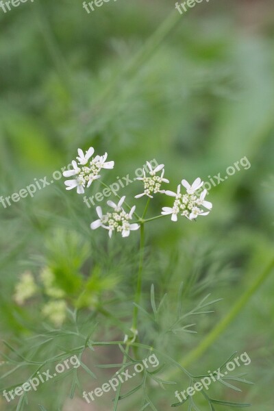 Coriander Cilantro I Cilantro Cariander Coriander Flower