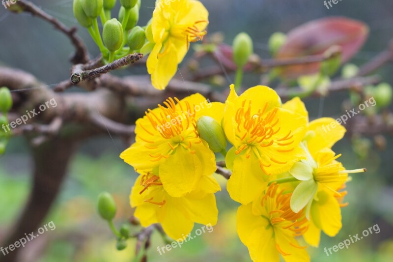 Apricot Blossom Flower Tet The Lunar New Year Write