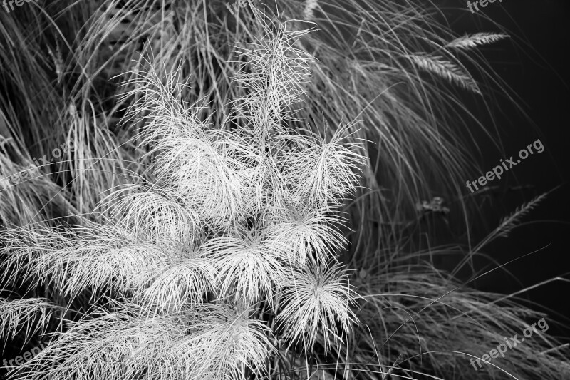 Catkin Environment Nature Trees Forest