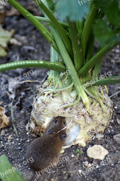 Mouse Field Mouse Wood Mouse Celery Eat