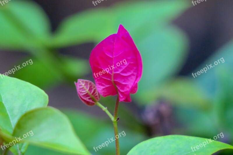 Hong Kong Plant Petal Color Green