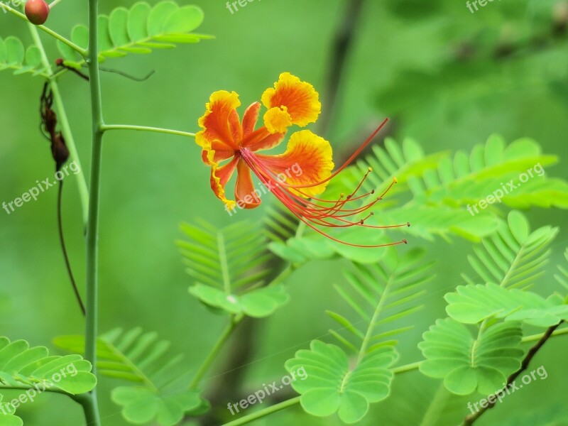 Hong Kong Plant Petal Color Green