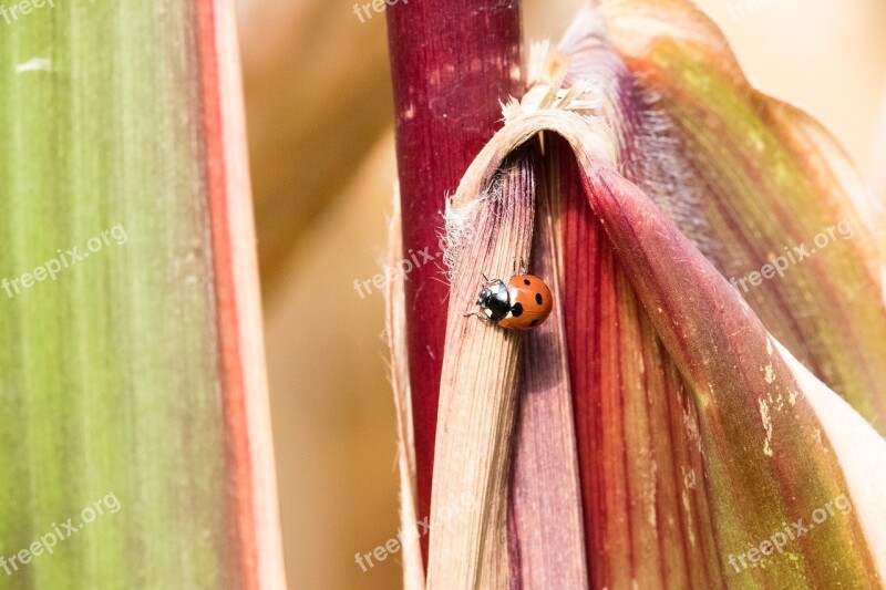 Ladybug Insect Animal Animal World Red