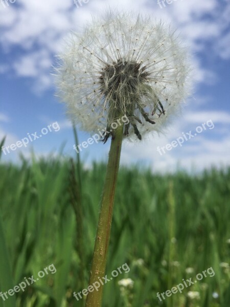 Dandelion Field Out Flower Plants