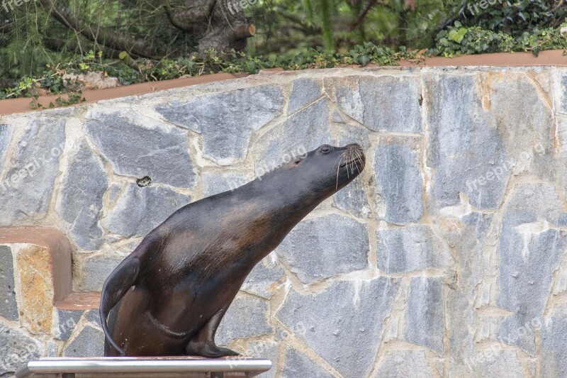 Sea ​​lion Water Nature Mammals Whiskers