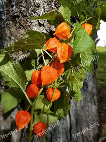 Chinese Lantern Flower Orange Leaves Vine