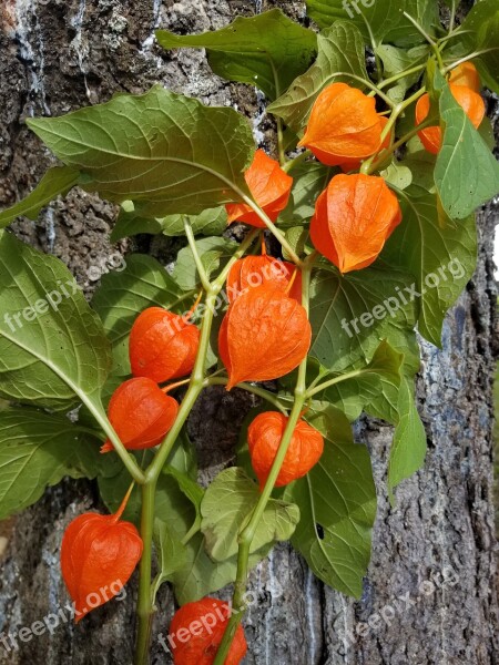 Chinese Lantern Flower Orange Leaves Vine