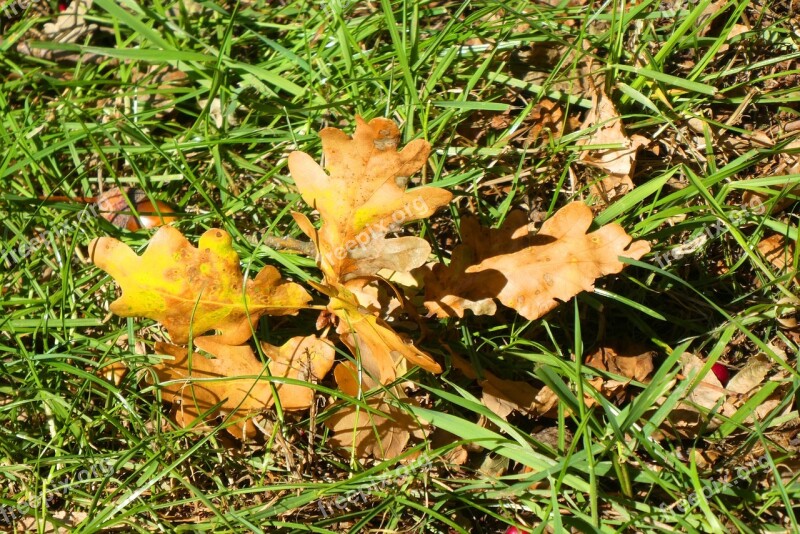 Autumn Leaf Autumn Colorful Fall Color