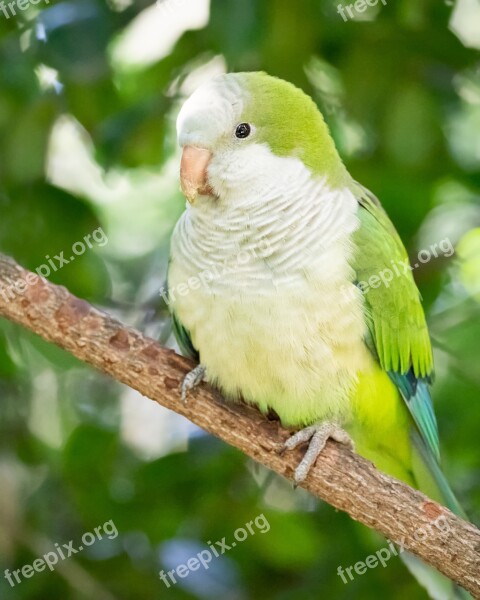 Quaker Parrot Kakariki Parakeet Parrot Bird Animal